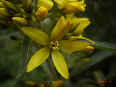  Lysimachia vulgaris